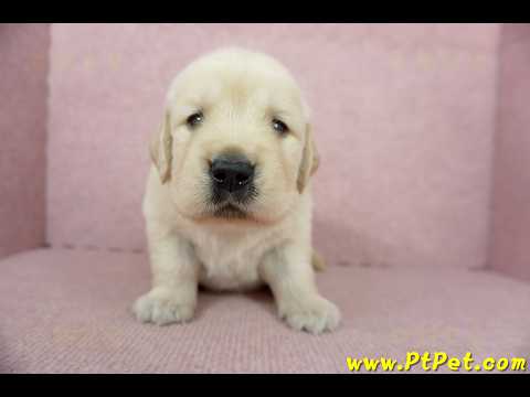 11/18黃金獵犬公幼犬5號(高雄林園)