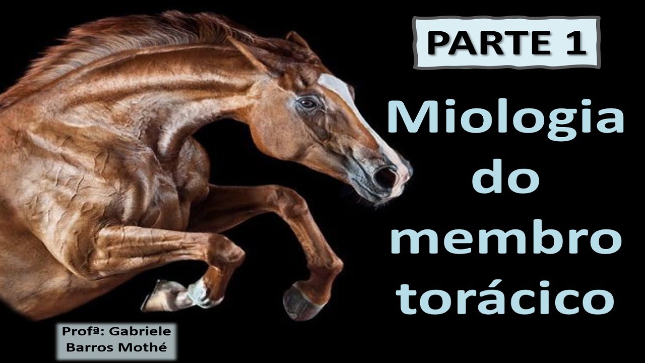 MIOLOGIA DO MEMBRO TORÁCICO - parte 1 (anatomia veterinária)