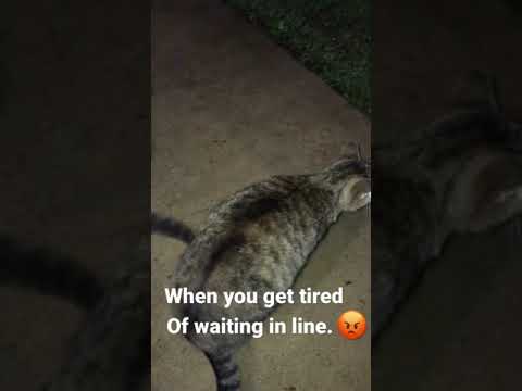 CAT GETS TIRED OF WAITING IN LINE. 😡