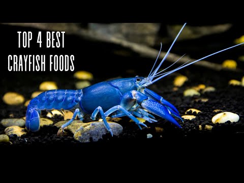 Crayfish Feeding 101: 4 Essential Foods and Tips