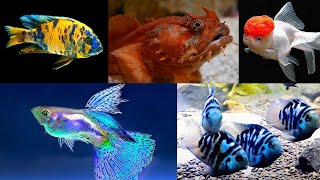 Sabse sastiaquarium fish in Delhi NCR || Exotic Fish Update