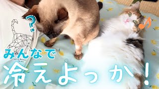 5月なのに暑すぎ！保護猫＆北欧猫のために冷え冷えマットを用意した結果…ｗ【シャム猫/シャムミックス＆ノルウェージャンフォレストキャット】#cat #japanesecat
