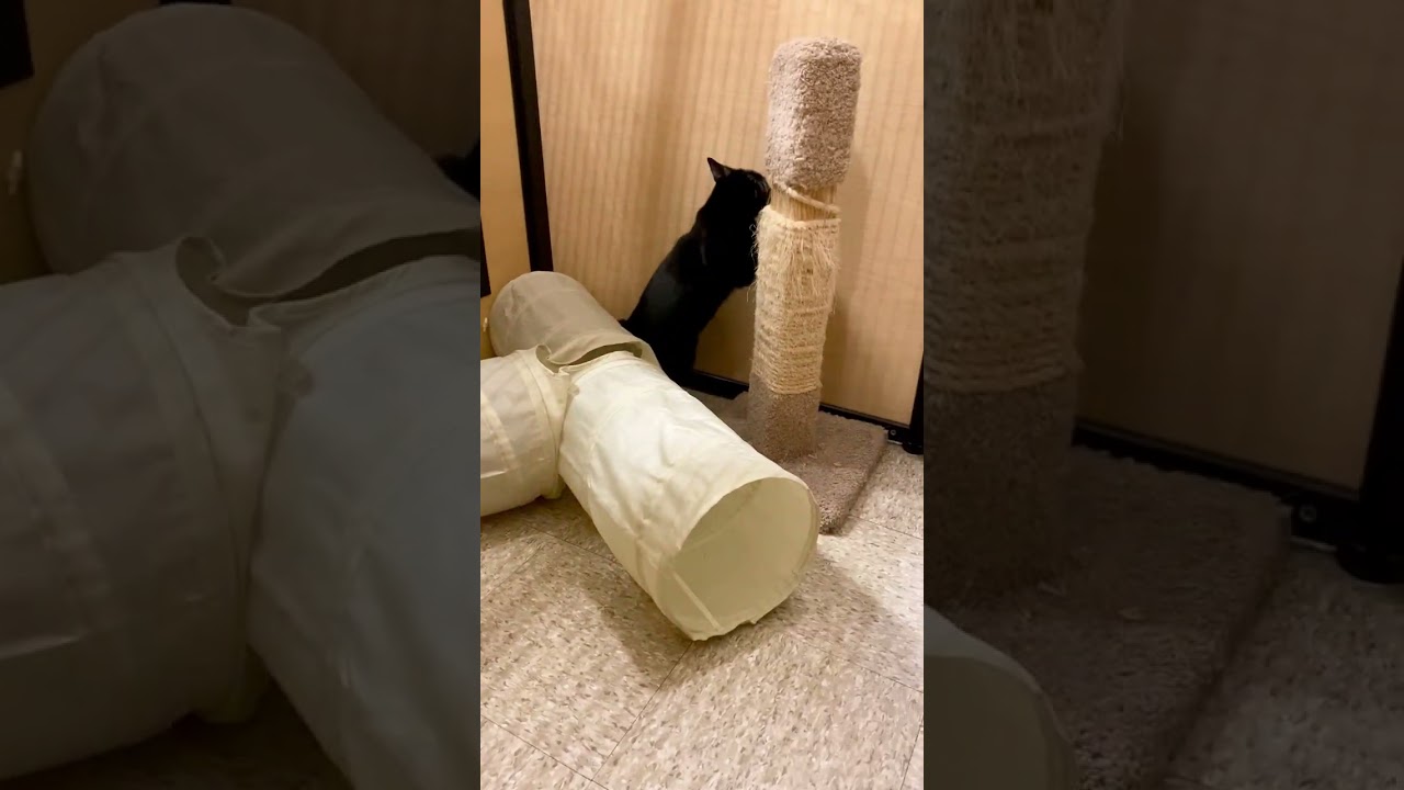 Enlarge Milo (bonded with Pixie), a ADOPTABLE Domestic Short Hair in Worcester, MA video 1/4