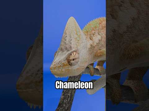 The Secret of Chameleons 😱