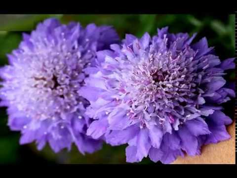 A N O T H E R  -   F L O W E R S  -   F O R  -   Y O U  -   !