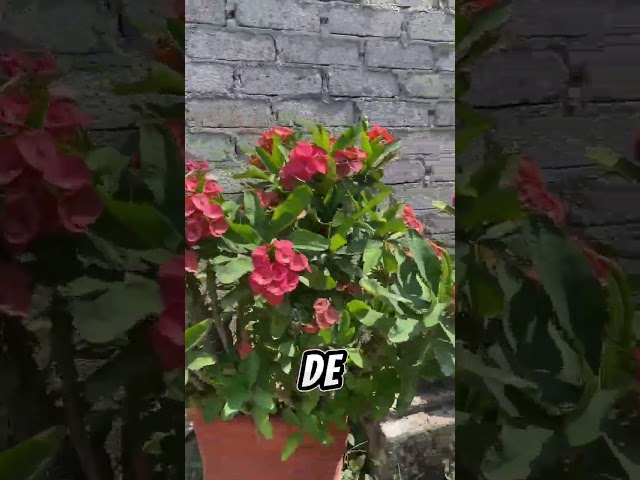 Vídeo relacionado con Marvel Micro Raschel - Manta de 46 x 60 Pulgadas, Swordsman
