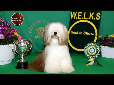 Around the Dog World - WELKS 2017  (Episode 67)