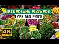 The Flower Market In Netherlands Flower Shop Tour Winter Flower Shopping