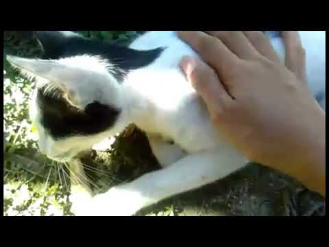 Black and white cat says thank you for food and love