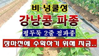[텃밭농부 2,164]  비 넝쿨성 강낭콩 파종. 가지가 찢어 지도록 열린다! #강낭콩재배