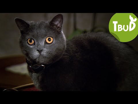 Die Millionenkatze (Folge 32) | Tiere bis unters Dach
