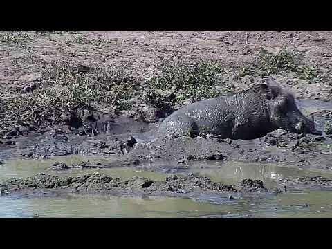 Djuma: Warthog family-two adults and three piglets - 14:00 - 03/25/19
