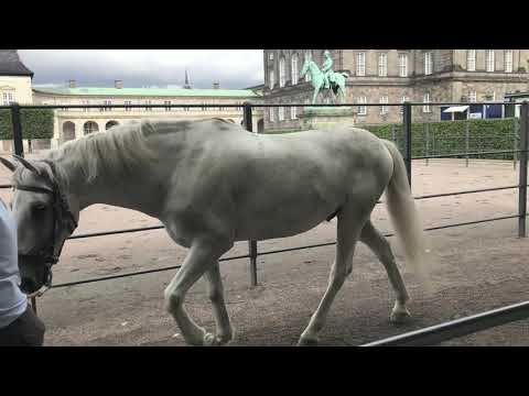 , title : 'The Kladruber Horses of the Danish Royal Family'