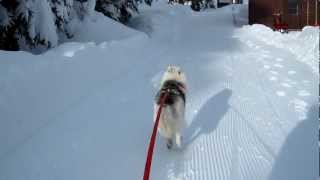 preview picture of video 'Ski-chien 133, à la Fouly'