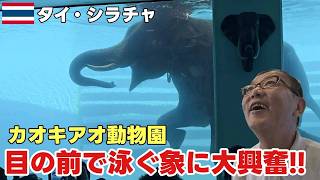 『シラチャ観光』夜遊びだけじゃない！大人も子供も夢中！目の前で泳ぐ象に大興奮！シラチャ動物園の体験型アドベンチャー / ช้างว่ายน้ำใกล้! ศรีราชา