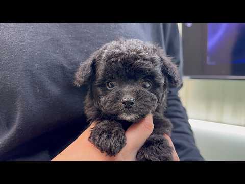 YouTube動画のサムネイル