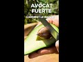 Avocat Fuerte video