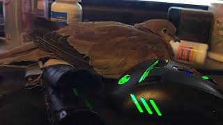 Cute ringneck dove snuggles up to computer mice, looking for the perfect position to nap RAW footage