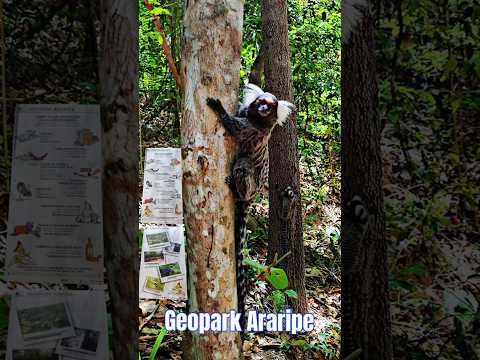 Geopark Araripe Em Barbalha Ceará Calitriquídeos (Callitrichidae) ou hapalídeos (Hapalidae)