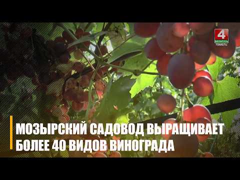 Более 40 сортов винограда выращивает садовод из Мозыря
