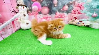 スコティッシュフォールドの動画01