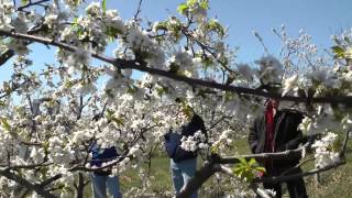 preview picture of video '3 (or4?) steps to pruning the mature Gisela cherry orchard'