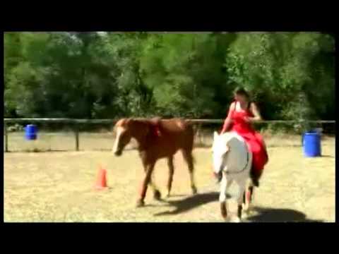 Liberty work with 2 horses Part 3 Liberty work with 2 horses Part 3