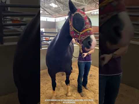 Ce qu’il fait au cheval est surprenant