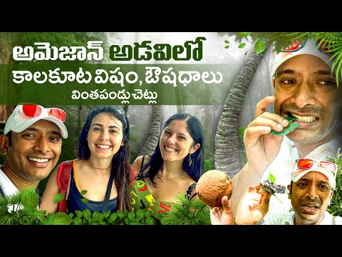 Medicine Plants in Amazon Forest