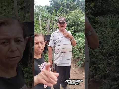 Alguém Conhece? Pé de Uvaia Município de Ivolândia-Goiás #goiás #interiordegoias