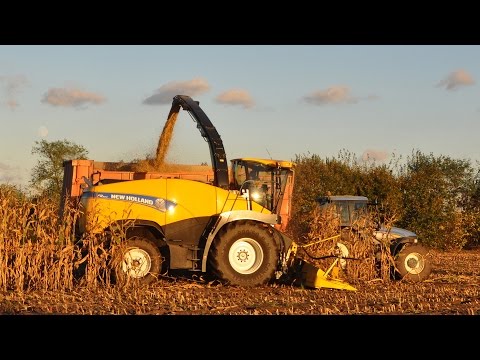 Claas Jaguar 900 & New Holland FR500 - Loonw. Neyt - Van Laere