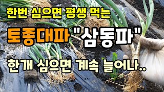 대파씨앗 모종 필요 없고 한번 심으면 평생 대파 살 필요 없어요  대파꽃(주아)만 심으면 대파가됩니다 삼동파