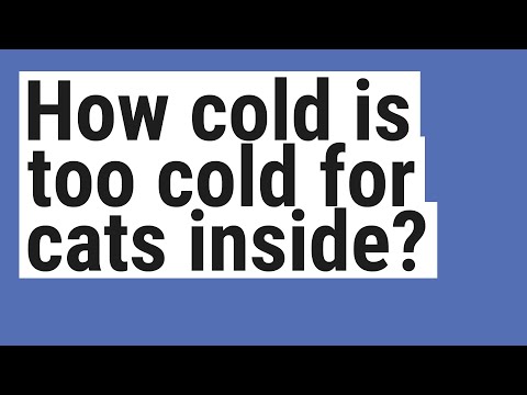 How cold is too cold for cats inside?