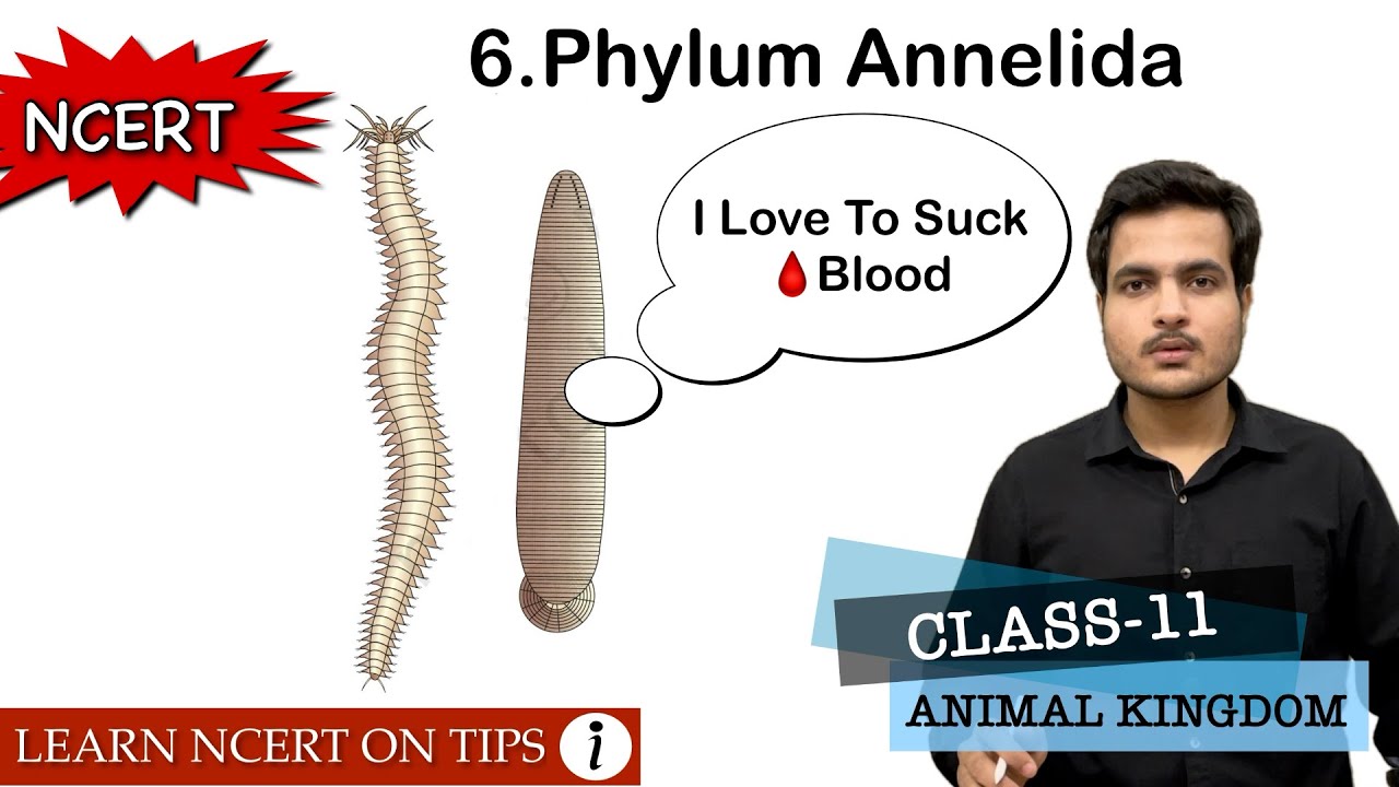 Phylum Annelida | Animal Kingdom | Class-11 Bio NCERT On Tips | Mnemonics Inside the video🔥