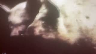 Sesame Street Being a Pig