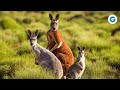 Just Kangaroos Through The Outback Australia Full Documentary
