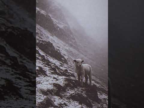 Alvedon - WEArgue. ( Super Slowed )