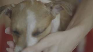 Maggie's Rescue - Remember Me Thursday 2016