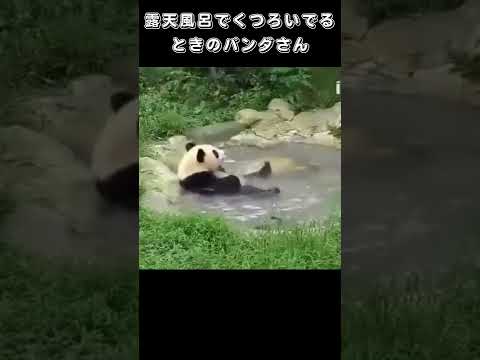 露天風呂でくつろいでるときのパンダさん