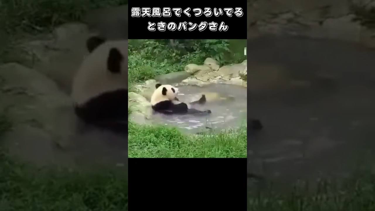露天風呂でくつろいでるときのパンダさん