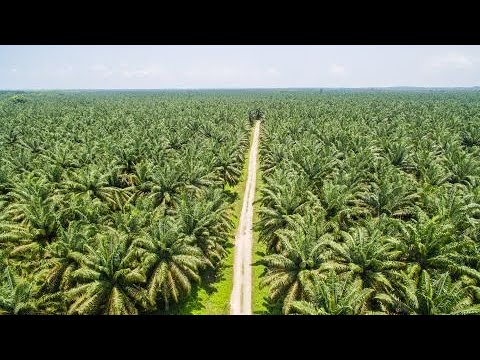 Palm Oil Sustainability & RSPO Certification: Navigating EUDR Compliance