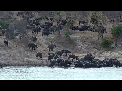 Djuma: Buffalo herd-Pt:1 - 09:40 - 08/25/21