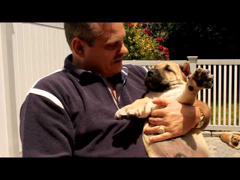 download lagu mp3 mp4 Presa Canario Puppies For Sale, download mp3 Presa Canario Puppies For Sale free download mp3, download mp3 Presa Canario Puppies For Sale