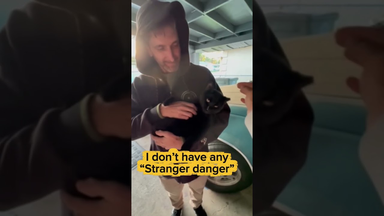 Enlarge Salem (WATCH VIDEO) loves belly rubs and to be held , an adopted Domestic Short Hair in Daytona Beach, FL video 1/4