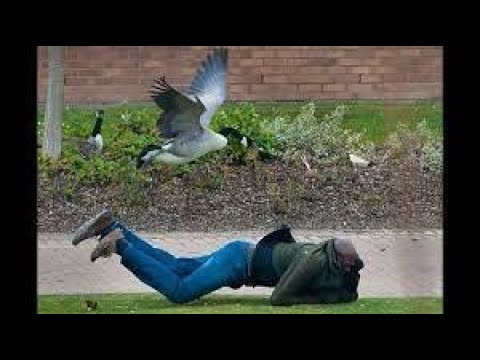 FUNNIEST Geese Attack Compilation - MUST SEE Angry goose video [NEW HD]