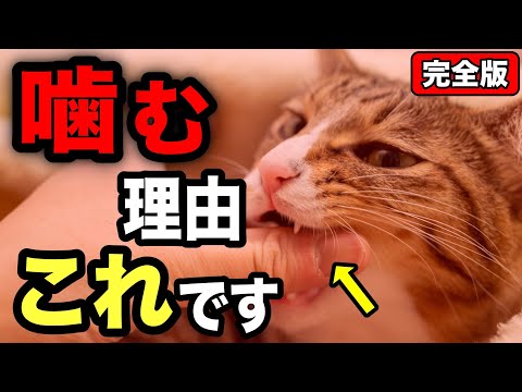 猫がケーブルを噛まないようにするためのヒント
