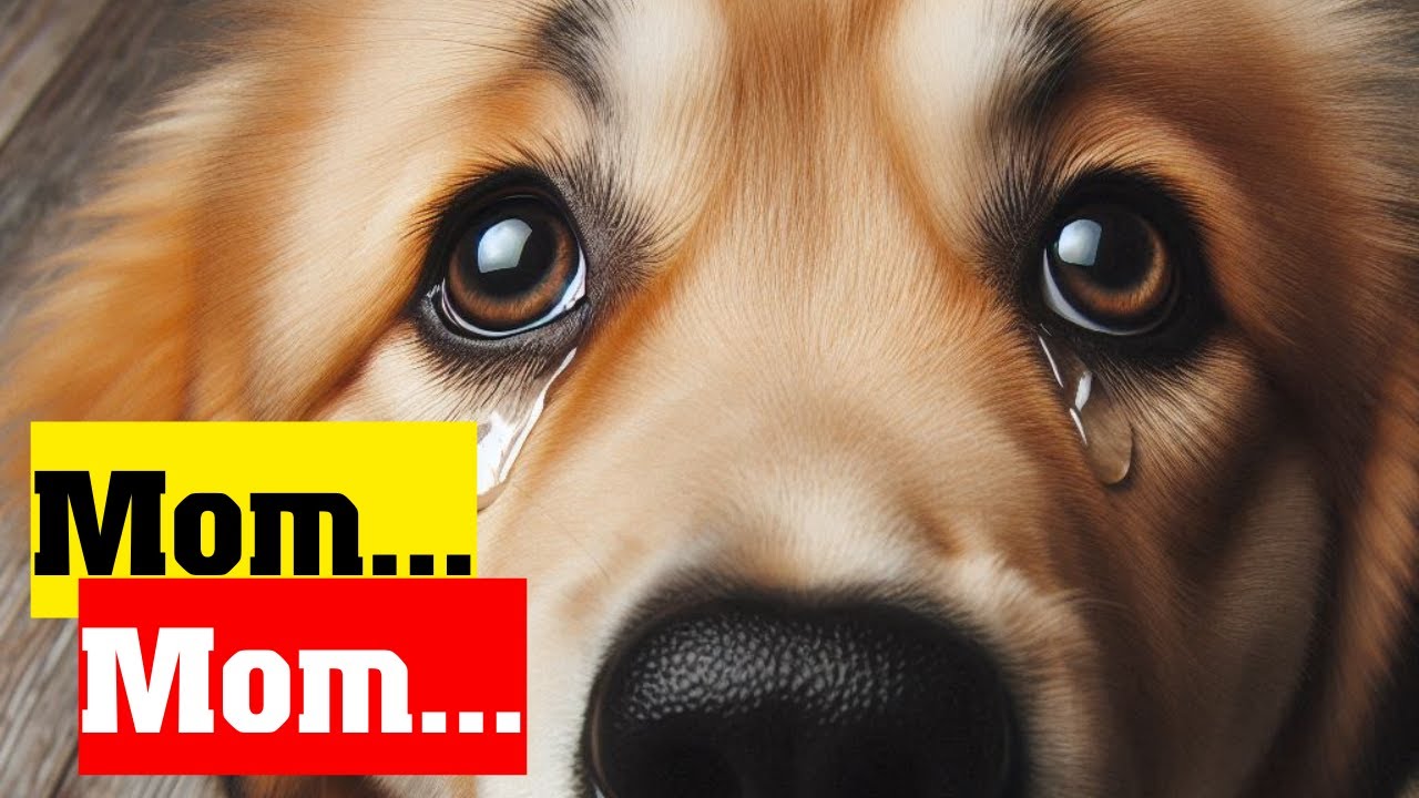 10 Heartwarming Signs Your Dog Sees You as Their Parent