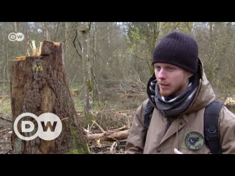 Kampf um Europas letzten Urwald in Polen | DW Deutsch