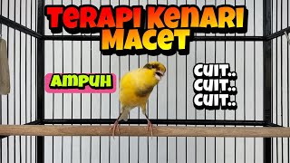 Download lagu Pancingan Kenari Macet Biar Gacor‼️ Cuit Cuit Kenari Merangsang Kenari Agar Gacor mp3