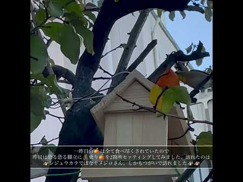 なぜ鶏や野鳥の餌箱に砂を入れるのでしょうか？  庭園